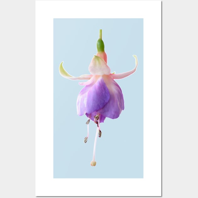 Fuchsia &#39;Prince George&#39; Wall Art by chrisburrows